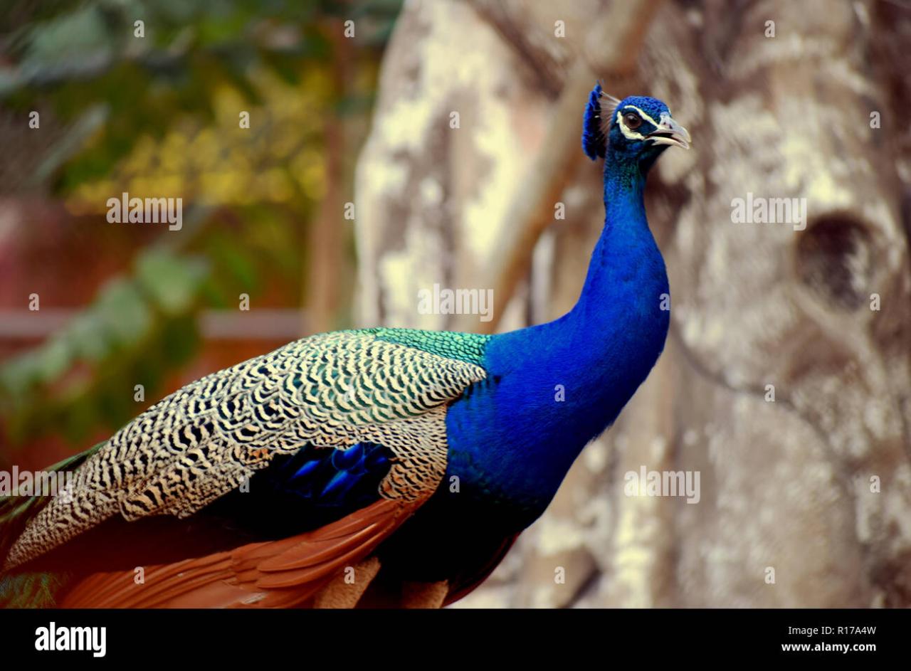Indian National Bird Best Crypto ETFs for Stock Market Investors